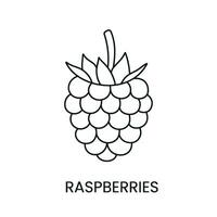 Raspberry line icon in vector, berry illustration vector