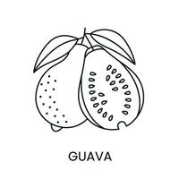 guayaba línea icono en vector, Fruta ilustración. vector