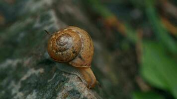 escargot sur une pierre video