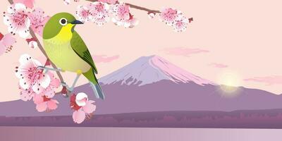 Japanese Nightingale on a branch of cherry blossoms. Hanami in Japan. Mount Fuji in spring. Sunrise in the sky in spring. Pink Sakura and Uguisu vector