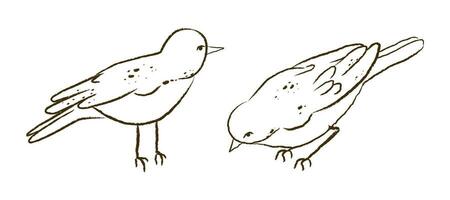 Sketch of a pair of Japanese nightingales isolated on a white background. Black and white vector graphics of Uguisu.