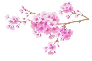 Sakura is a symbol of love on a white background.Blooming branch of Japanese cherry. Design for any purpose. Realistic illustration. A romantic concept for a mother's day gift. Retro style. vector