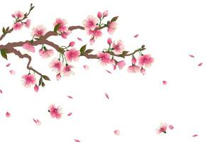 Cherry blossom branch with falling petals isolated on white. Space for your text. Vector