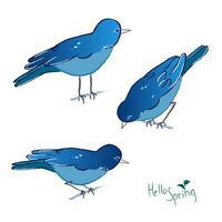 Vector graphics of a Indigo Bunting isolated on a white background. A set of drawn Indigo painted Finch with the inscription Hello spring.