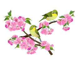 Realistic illustration of Japanese Nightingale and Sakura branch isolated on white background. Vector graphic of birds and pink flower.