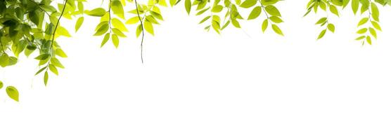 Green leaves hang over a white background banner. Ai Generative photo