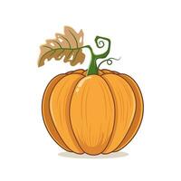 Orange pumpkin vector illustration. Autumn Halloween pumpkin, vegetable graphic icon or print, isolated on white background.