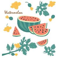 Fresh open watermelon half, slices and triangles.Watermelon piece vector