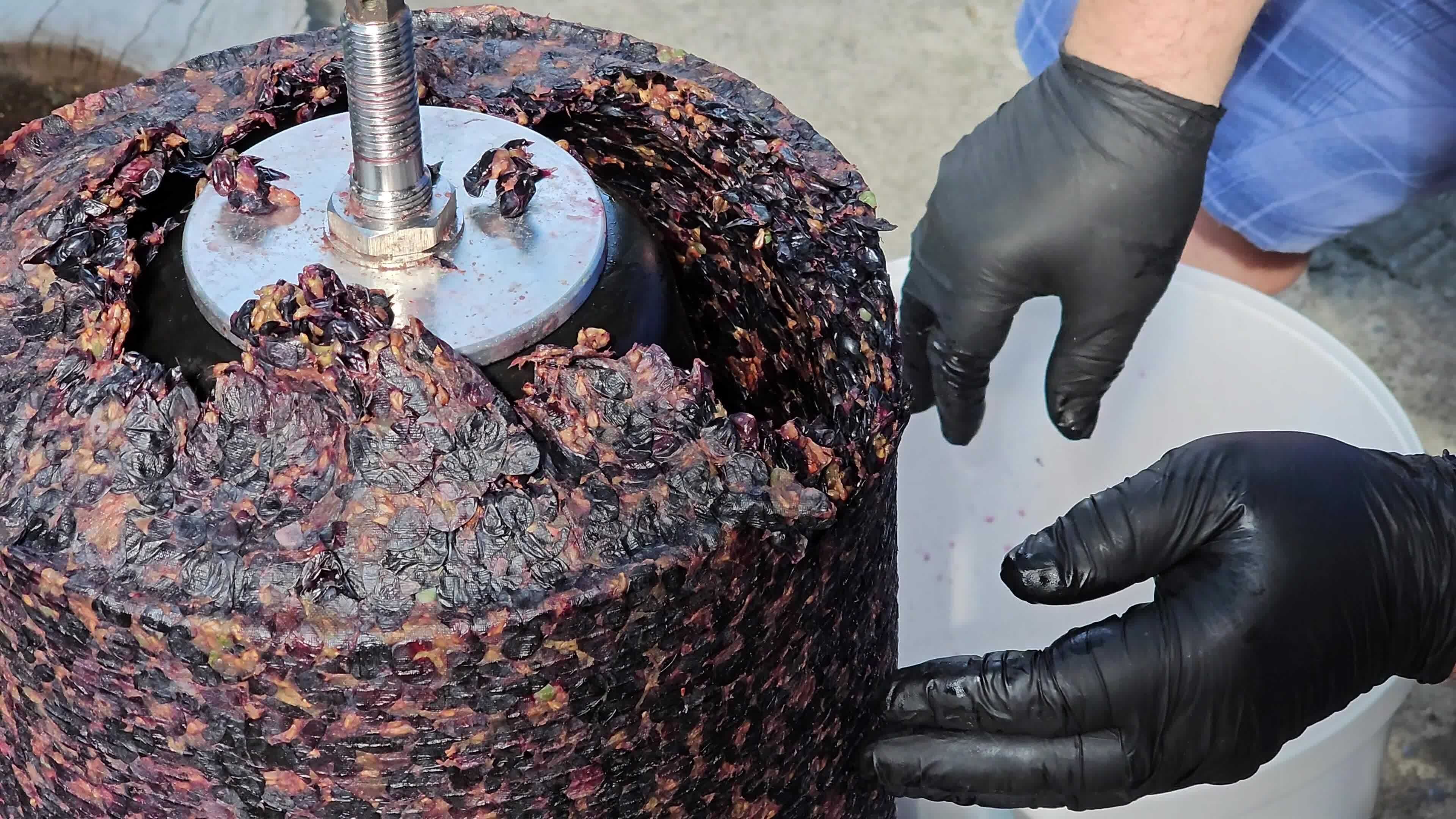 The process of making homemade grape wine. A winemaker collects grape
