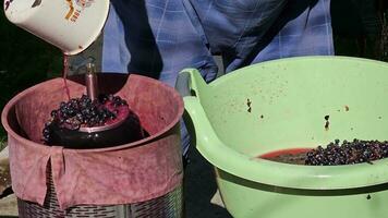 das Prozess von Herstellung hausgemacht Traube Wein. ein Winzer Ladungen zerquetscht Trauben in ein hydraulisch Drücken Sie. video