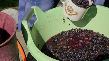 a processo do fazer caseiro uva vinho. uma enólogo cargas esmagado uvas para dentro uma hidráulico imprensa. video