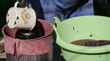 le processus de fabrication fait maison grain de raisin du vin. une vigneron charges écrasé les raisins dans une hydraulique presse. video