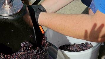 le processus de fabrication fait maison grain de raisin du vin. une vigneron recueille grain de raisin pulpe de une hydraulique presse. video