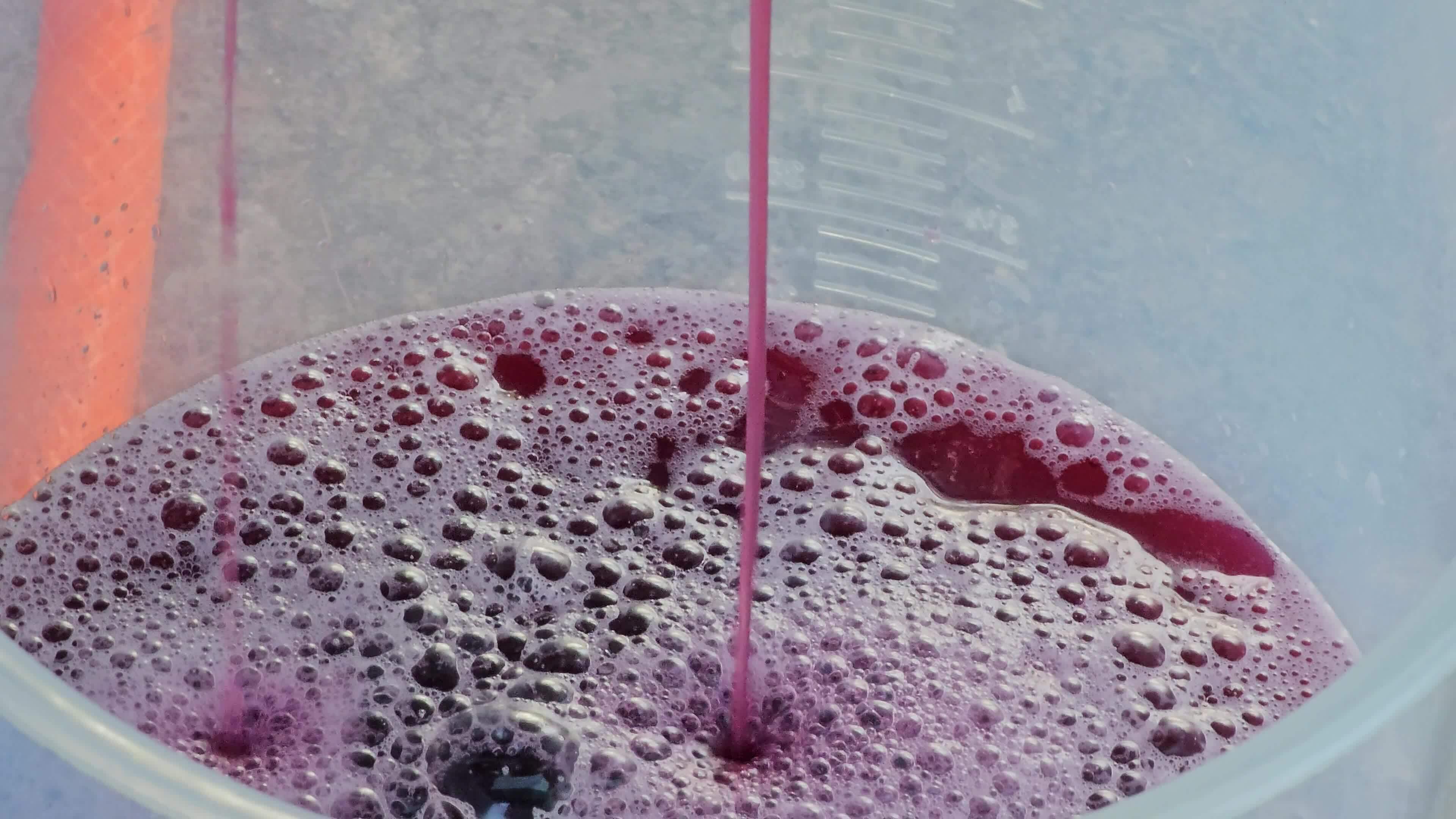 The process of making homemade grape wine. Grapes are pressed in a