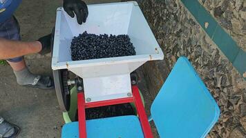 The process of making homemade grape wine. The winemaker grinds the grapes in a special crusher for loading into a hydraulic press. video