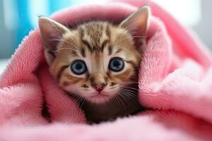 Cute bengal kitten hiding under pink blanket, close up, Cute tabby cat wrapped in pink towel with blue eyes, AI Generated photo