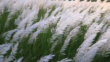 Symbol von Herbst. Blühen kann Gras Saccharum spontaneum Blumen Pflanze. Schaukeln im das Wind mit hell Sonnenlicht video
