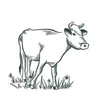 Cow sketch hand drawn. Livestock ink sketch vector