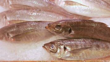 frisch japanisch Fisch Lügen auf das Eis. Fisch Markt mit roh schön Meeresfrüchte dekoriert Fisch Anzeige. video