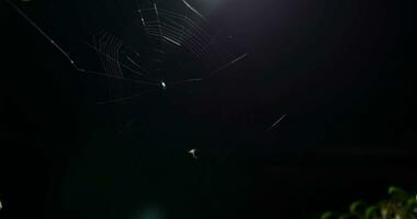Small spider making a web at night time in timelapse video in 4k UHD