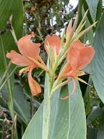 Canna Lily flower in nature garden photo