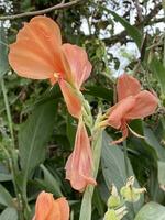 Canna Lily flower in nature garden photo