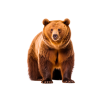 brown bear ai generative png