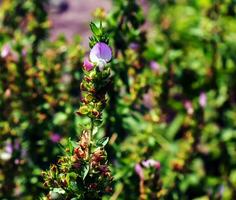 Ononis arvensis blooms in the meadow. Field restarrow, Ononis arvensis in the botanical garden in Dnieper, Ukraine. Growing medicinal plants in the garden. photo