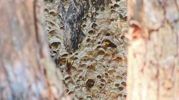 European hornets nest defend entry of their hornets nest combs against invaders and are a dangerous poisonous pest that build colony with stinging yellow jackets in tree trunks with aggressive attack video