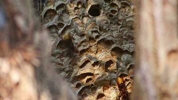 European hornets nest defend entry of their hornets nest combs against invaders and are a dangerous poisonous pest that build colony with stinging yellow jackets in tree trunks with aggressive attack video