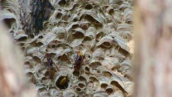 European hornets nest defend entry of their hornets nest combs against invaders and are a dangerous poisonous pest that build colony with stinging yellow jackets in tree trunks with aggressive attack video