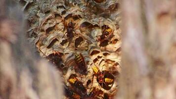 Europese horzels nest verdedigen binnenkomst van hun horzels nest kammen tegen indringers en zijn een gevaarlijk giftig plaag dat bouwen kolonie met stekend geel jassen in boom boomstammen met agressief aanval video