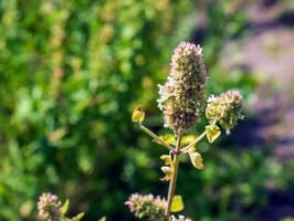 Nepeta grandiflora - deciduous herbaceous perennial. Also called catnip or catmint photo