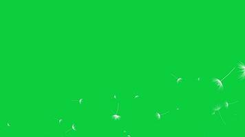 Dandelion flying in the air animation, animated floating dandelion flower overlay isolated on green screen background video