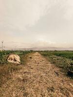 the road in the middle of rice fields and garbage sacks with views of the mountains photo
