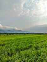 rice fields with mountains and clear sky in the background photo