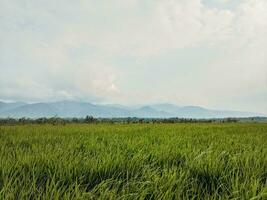 rice fields with mountains and clear sky in the background photo