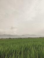 arroz campos con montañas y claro cielo en el antecedentes foto