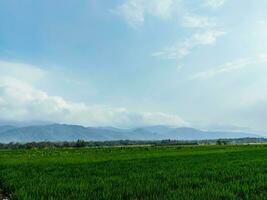 arroz campos con montañas y claro cielo en el antecedentes foto