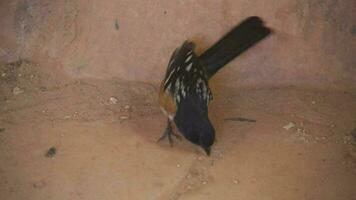 il macchiato towhee di grandi dimensioni, Impressionante passero di cotto al sole boschetti di il ovest - nero Marrone bianca uccello video