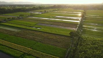 antenne visie van ochtend- in rijst- veld- Indonesië video