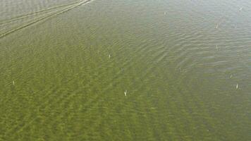 Aerial view of speedboat in shallow water. Travel and leisure activities concept video