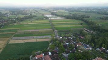 vista aérea da manhã no campo de arroz na Indonésia video