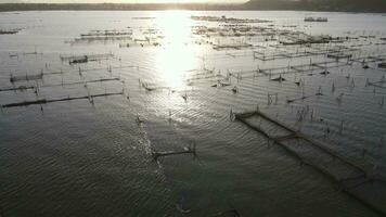 scenario di tramonto nel coltivare pesce su il lago come come gatto pesce è alternativa per diversi il cibo nutrizione. video