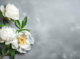 Fresh white peony flowers on light gray table background. Empty place for emotional, sentimental text, quote or sayings. Closeup. photo