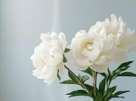 Fresh white peony flowers on light gray table background. Empty place for emotional, sentimental text, quote or sayings. Closeup. photo