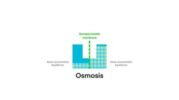 osmose difusão processo isolado diagrama, simples marcha ré osmose água filtro diagrama, osmose processo explicação para não tratado água purificação esboço video