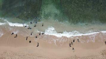 Aerial drone view of umbrellas, boats and people having holiday at the beach in Yogyakarta Indonesia video