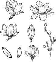 magnolia flower sketch, hand drawn in black and white vector