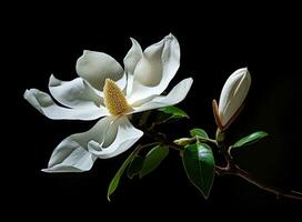 beautiful large white magnolia against a background of dark green leaves on a tree in spring day. Created with Generative AI technology. photo